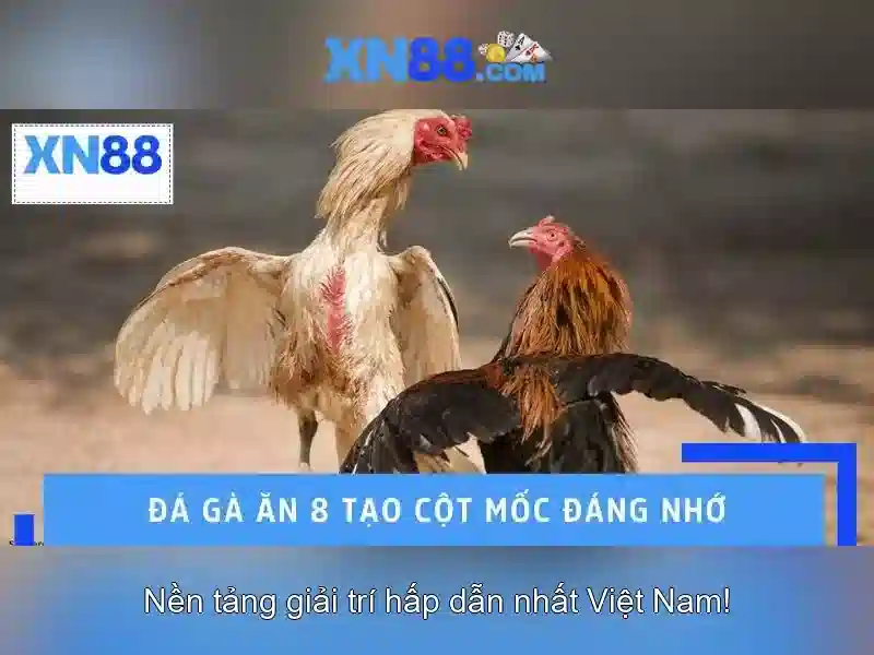 💎cái nhá bắt cá💎 💎cái nhá bắt cá💎